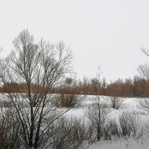 Житель Первомайского района спилил девять сосен для перекрытия крыши на бане