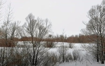 Житель Первомайского района спилил девять сосен для перекрытия крыши на бане