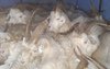Из Оренбургской области в Екатеринбург пытались незаконно вывезти 52-х козлов