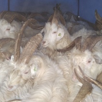 Из Оренбургской области в Екатеринбург пытались незаконно вывезти 52-х козлов