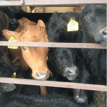 Несмотря на карантин по ящуру, телят из Оренбуржья чуть было не вывезли в Башкортостан