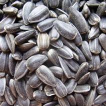 Предприятие из Саракташа оштрафовано из-за амброзии в партии подсолнечника