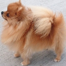 Орчанка лишилась более 33 тысяч рублей при покупке шпица у мошенника