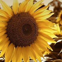 К предприятию из Саракташа возникли вопросы у надзорного ведомства