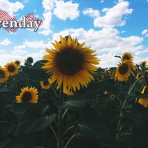 В Оренбуржье снова обнаружена амброзия в партиях подсолнечника