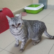 В Оренбурге хозяева с пожитками и документами выставили питомца за порог