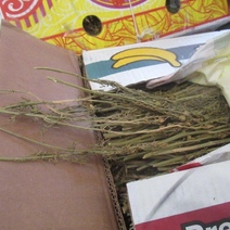 И снова гармала: в Оренбургскую область пытались завезти 27 кг запрещенной травы