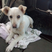 В Оренбургском районе расстреляли собаку (18+)