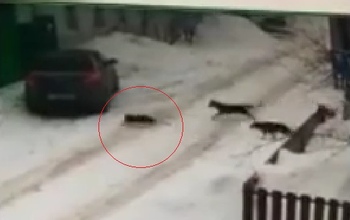 В очередной раз безнадзорные собаки в Оренбурге растерзали кошку (18+)