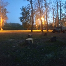 Виновный в вырубке деревьев в районе Красной площади отделался штрафом