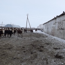 В Адамовском районе животных с фермы крадут исключительно 34-летние мужчины