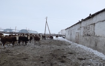 В Адамовском районе животных с фермы крадут исключительно 34-летние мужчины