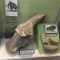 В Орске жителю запретили продать челюсть шерстистого носорога