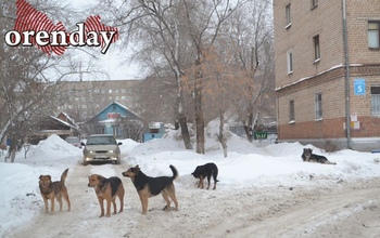 Жители Оренбурга создали петицию против бродячих собак