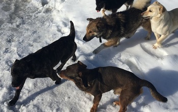 Некоторые бузулучане уверены: в городе нет спецорганизации по отлову собак