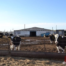 В Оренбургской области снят карантин по ящуру