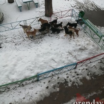 Губернатор Оренбуржья, наконец, заинтересовался проблемой бродячих собак