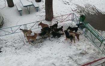 Губернатор Оренбуржья, наконец, заинтересовался проблемой бродячих собак