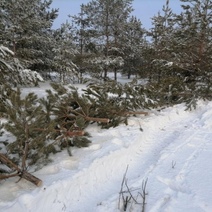 В Курманаевском районе мужчина спилил шесть сосен для продажи