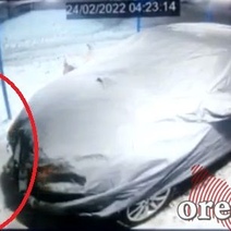 В Оренбурге бродячие собаки сожрали чехол нового авто, припаркованного в гараже