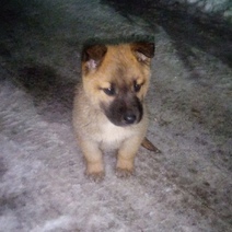 В Оренбурге спасли щенка, застрявшего между гаражами