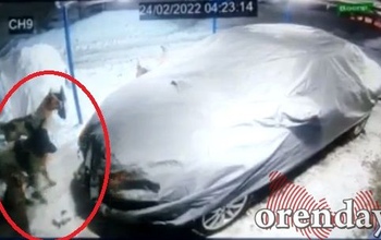 В Оренбурге бродячие собаки сожрали чехол нового авто, припаркованного в гараже