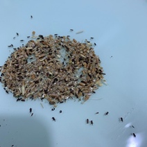 Из Оренбуржья в Казахстан пытались вывезти партию зараженной пшеницы