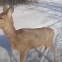 В Тоцком районе на территорию школы забрела обессилевшая косуля