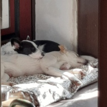 Расстрелянная в Оренбургском районе собака нашла новых хозяев