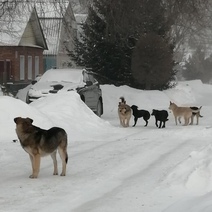 В Шарлыкском районе 10-летнего мальчика покусала собака
