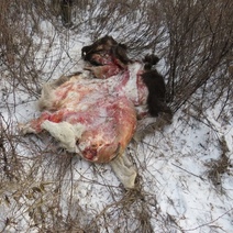 Браконьер из Оренбуржья, отстреливший трех лосей, отправится на скамью подсудимых (18+)