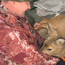 В Оренбургской области второй раз за неделю на территорию школы забрела косуля