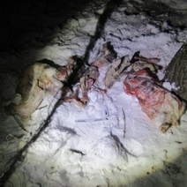 В Первомайском районе в прицел браконьера попали две косули (18+)