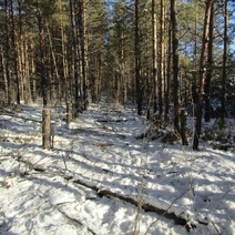 В Оренбуржье перед судом предстанет мужчина, спиливший 9 сосен для перекрытия крыши на бане
