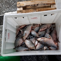 В Оренбуржье обнаружили более тонны рыбы с истекшим сроком годности