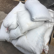 В Оренбургской области в семенах лука-чернушки обнаружен опасный карантинный объект