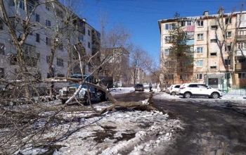 В Оренбурге ветер повредил кровлю на 9 зданиях и повалил 7 деревьев