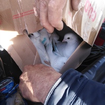 Голубям не разрешили въехать в Оренбургскую область