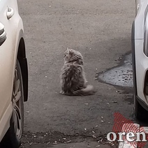 Оренбургские ветеринары рискуют столкнуться с нехваткой препаратов для анестезии