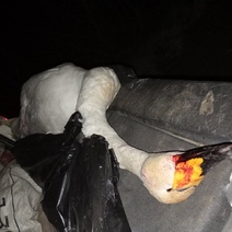 Охотник из Новоорского района застрелил лебедя