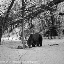 В Оренбургской области косолапые проснулись раньше времени