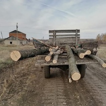 Черный лесоруб из Абдулино заплатит более 400 000 рублей за два спиленных дуба