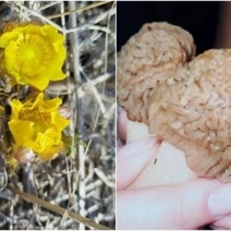 В степях Оренбуржья появились первоцветы, а в бору - первые грибы