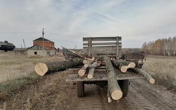 Черный лесоруб из Абдулино заплатит более 400 000 рублей за два спиленных дуба