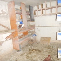 В Орске «орнитологи» украли у местного жителя 56 голубей