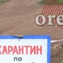 В Соль-Илецке ввели 2-месячный карантин по бешенству животных