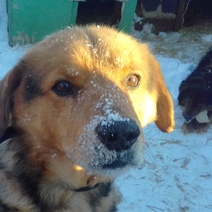 Пенсионерка из Октябрьского района после смерти мужа осталась с восемью собаками