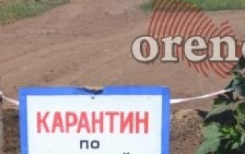 В Соль-Илецке ввели 2-месячный карантин по бешенству животных