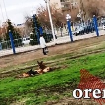 В сквере им. Прохоренко оренбуржец едва отбил сына у бродячей собаки