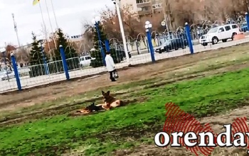 В сквере им. Прохоренко оренбуржец едва отбил сына у бродячей собаки